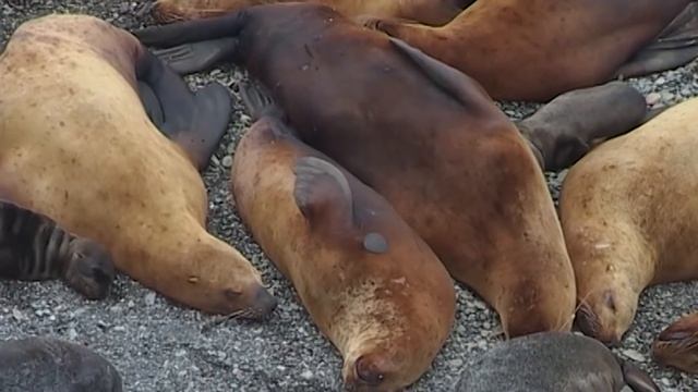 История одного Сивуча смотреть онлайн