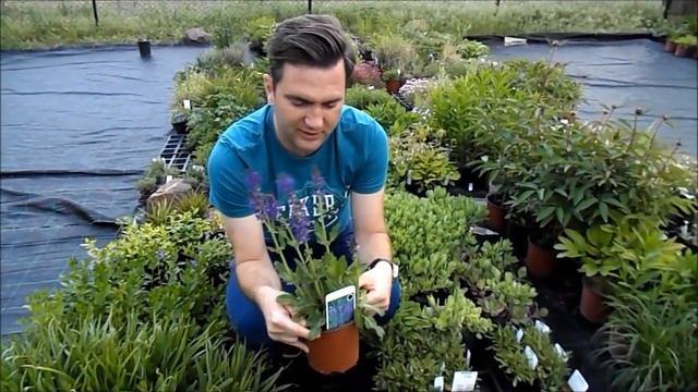 Salvia nemorosa 'Mainacht' - Ligeti zsálya смотреть онлайн