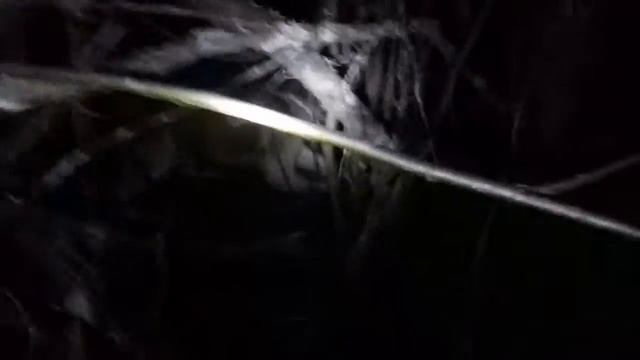 Барсук и Лайка. смотреть онлайн