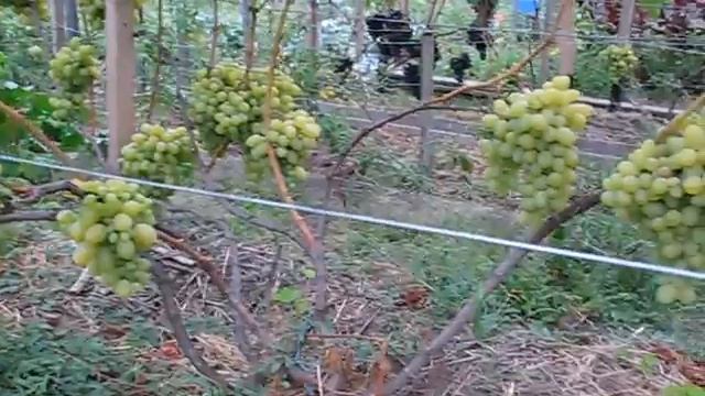 Виноград Новый подарок Запорожью. смотреть онлайн