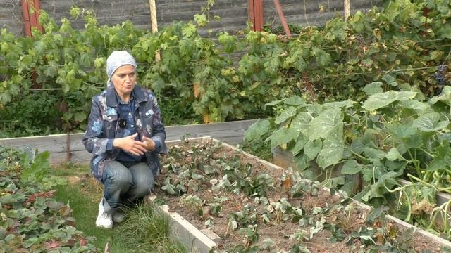 Это нужно сделать с клубникой осенью смотреть онлайн