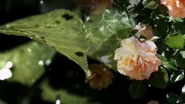 Дождливое лето смотреть онлайн