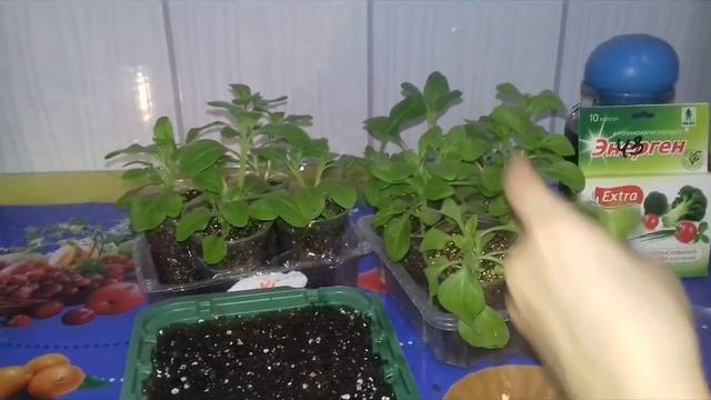 ЛУЧШИЙ СПОСОБ ЧЕРЕНКОВАНИЯ ПЕТУНИИ. УКОРЕНЕНИЕ КОРНЕВИНОМ. смотреть онлайн