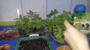 ЛУЧШИЙ СПОСОБ ЧЕРЕНКОВАНИЯ ПЕТУНИИ. УКОРЕНЕНИЕ КОРНЕВИНОМ.