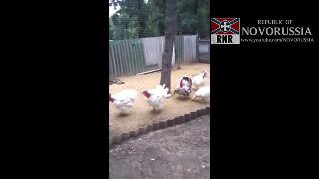 Сало уронили подборка. Самый борщ смотреть онлайн
