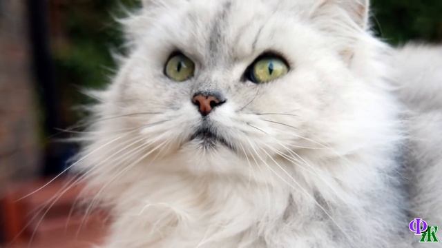 Говорящий КОТ 35 «Нет! Мы не друзья! Я главный! Ты меня слушаешься! Ясно?»– Кот погрозил псу кулако смотреть онлайн
