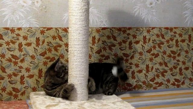 КОШКА ловит бумажный шарик и играется с когтеточкой смотреть онлайн