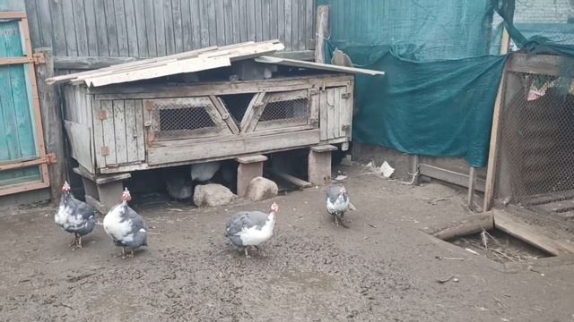 ЦІКАВЕ ПРО ЦЕСАРОК. ЩЕ БІЛЬШЕ ІНФОРМАЦІЇ! смотреть онлайн