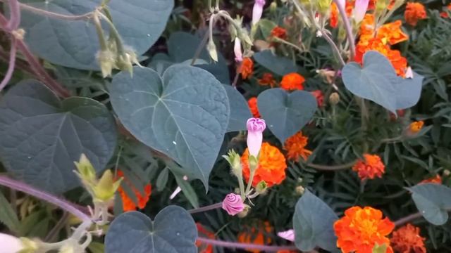 Цветок живет до обеда Цветок свеча Ипомея пурпурная Вьюн смотреть онлайн