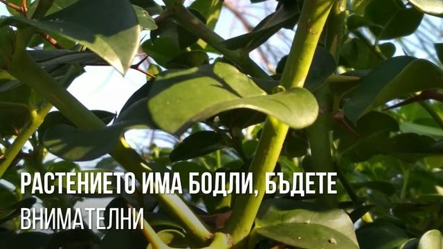 Едно рядко растение - вечнозелената Кариса-Carissa macrocarpa Наталска слива смотреть онлайн