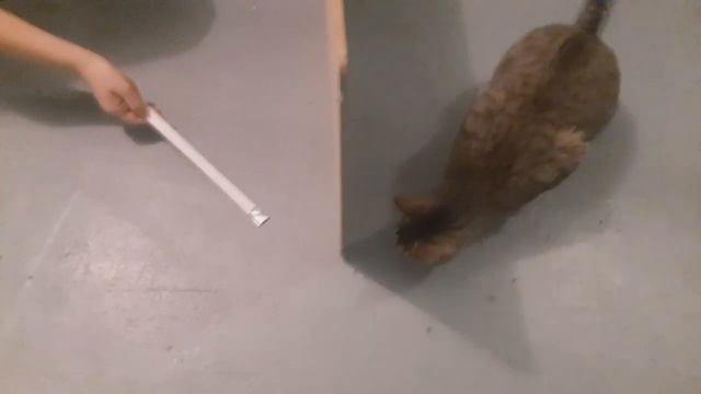 Атака вслепую. Опыт с кошкой.