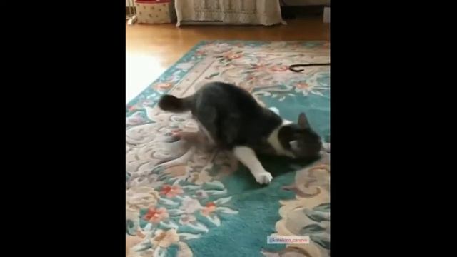 №6 СМЕШНЫЕ ЖИВОТНЫЕ И МЕМЫ/ АВГУСТ 2021/ 370 СЕКУНД ЛУЧШИХ ПРИКОЛОВ С КОШКАМИ, СОБАКАМИ И ДРУГИМИ) смотреть онлайн