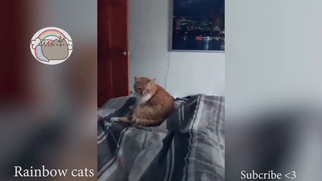Cooter the talking kitty | Cooter the cat part 1 смотреть онлайн