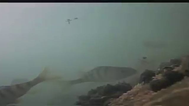 Реакция плотвы, густеры, окуня на мотыля и прикормку - подводная съемка со льда 26.12.18 смотреть онлайн