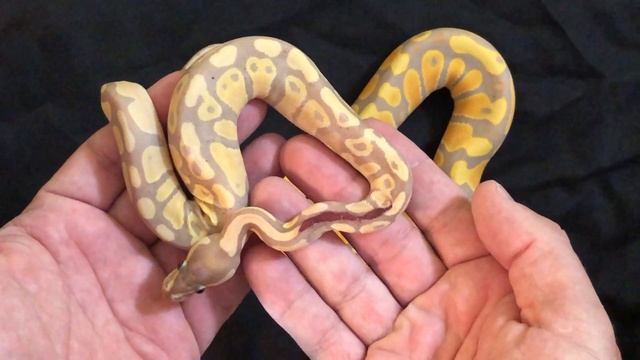 DWARF BANANA Ball Python UPDATE! Genetic Defect? Finally Putting some Weight on! смотреть онлайн