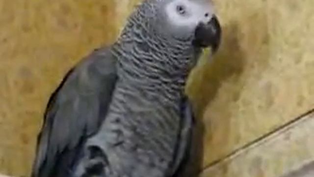 Шоколадный заяц смотреть онлайн