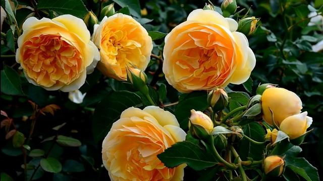 ❀ 17 самых ароматных роз | 17 Most Fragrant Roses | 17 Duftendste Rosen