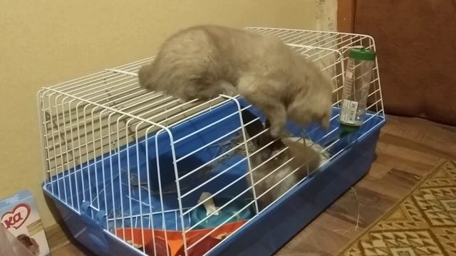 Хорошие друзья. смотреть онлайн