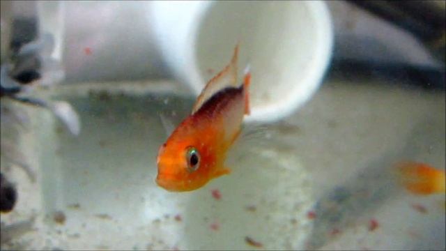 Apistogramma Agassizi Flame Red aka Fire Red смотреть онлайн
