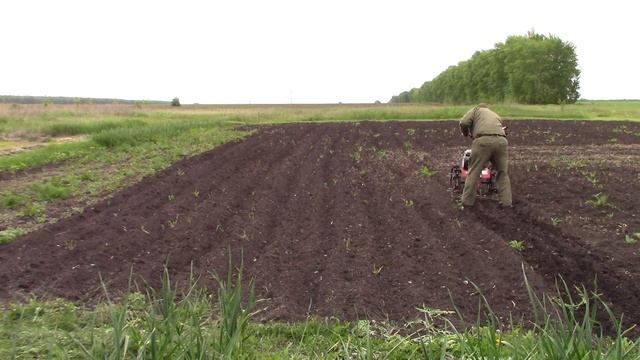 Боронование картофеля мотоблоком смотреть онлайн
