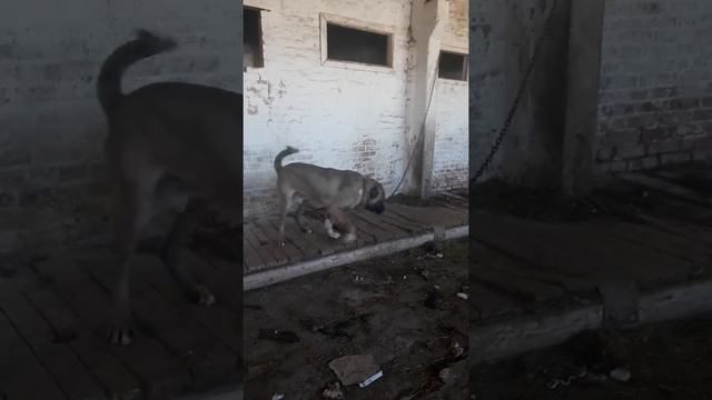 Армянский гампр Размик-воин Армянский Лев С Урарту смотреть онлайн