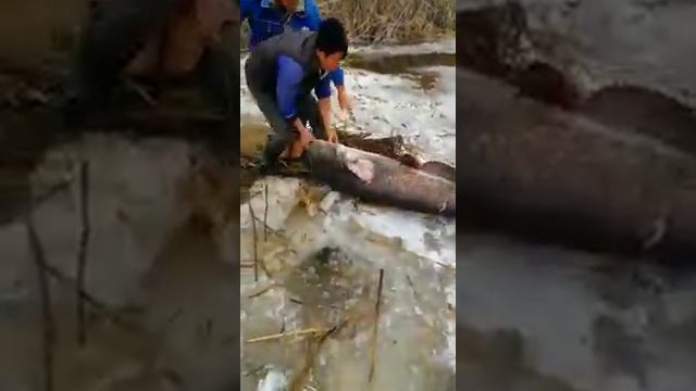 огромный НАЛИМ в зоне анамалии смотреть онлайн