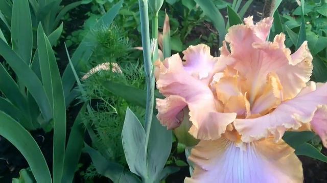 IRIS//ИРИСЫ//КРУЖЕВНОЙ СОРТ//СЕЛЕКЦИЯ ВОРОШИЛОВА А. Б СОРТ ГЛЮКОЗА//САД ВОРОШИЛОВЫХ//сезон 2021 май смотреть онлайн