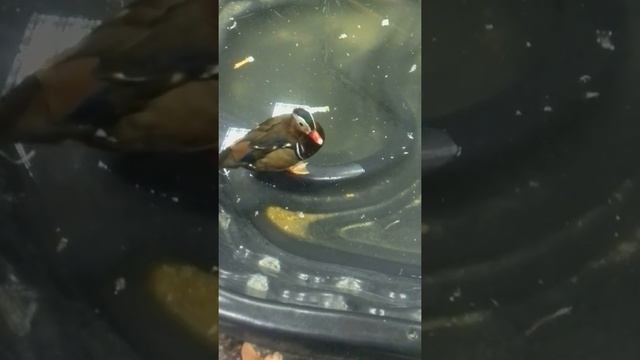 Ман дар ин ка самая красивая утка в мире! || МЫ С ПОДРУГОЙ В КОНТАКТНОМ ЗООПАРКЕ! (5часть!) смотреть онлайн