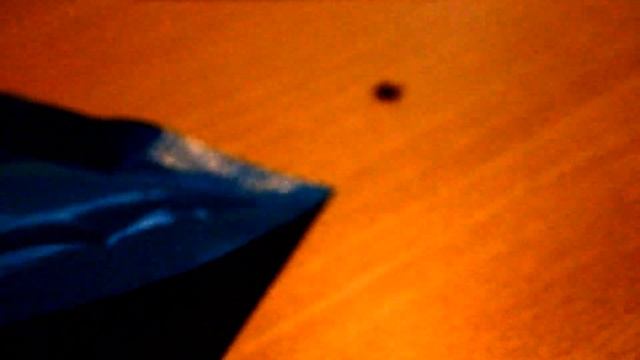 Сняла с собаки клеща. Бегают они ну очень быстро смотреть онлайн