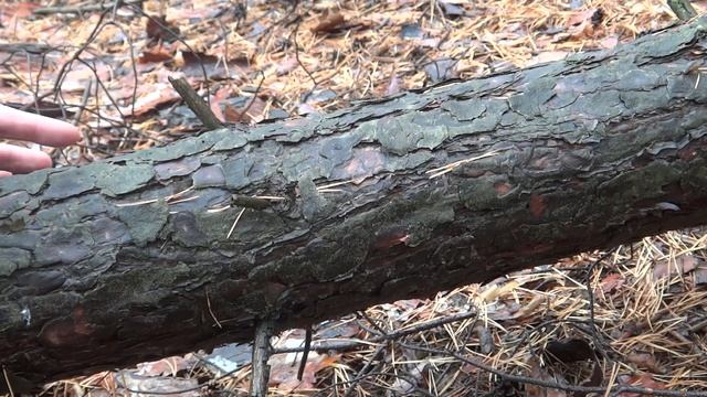 Цепная ручная пила по дереву из Китая смотреть онлайн