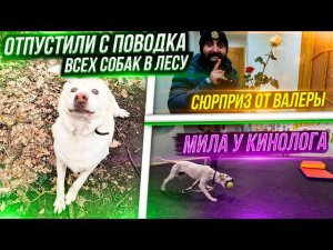 Отвели Милу к Кинологу. У нас проблемы Выпустили всех собак в лесу Вольерщики наконец вернули все.