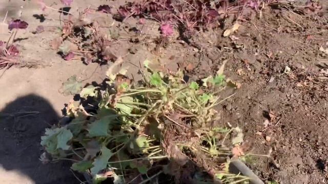 Ландшафт. Высадка лаванды, ириса, гейхера, сон трава. Красивый участок смотреть онлайн