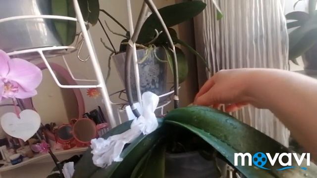 Цветение орхидей//Показываю всех после душа//02.06.23???? смотреть онлайн