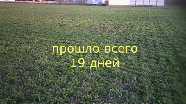 Состояние люцерны после дискования на 22 марта смотреть онлайн