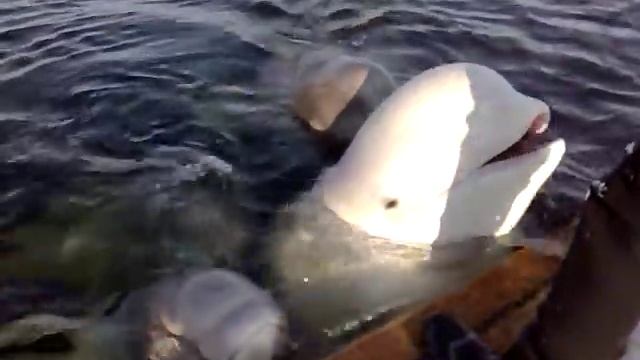 Beluga Whales Singing - One That Can't Sing Beautiful Humour From Nature