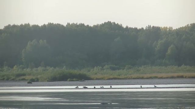 река Томь. в районе Смолино. красота природы. river Tom siberia(перезалитая) смотреть онлайн