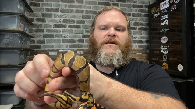 Ball Python Clutch's 8 & 9 - Updates ! смотреть онлайн