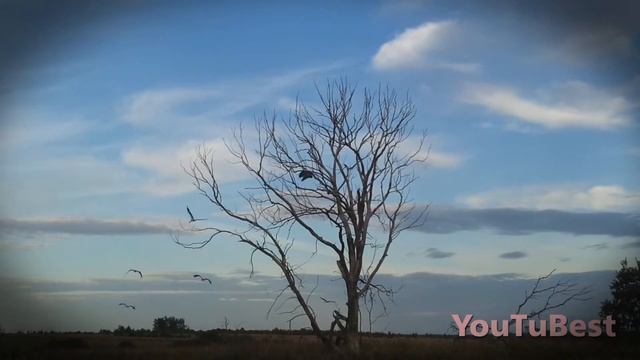 Аисты улетают... Завтра осень. смотреть онлайн