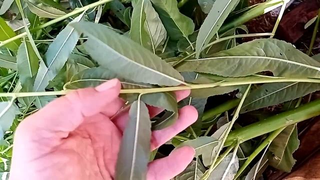 Паслён красный, для кролей опасный! смотреть онлайн