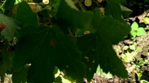 Смородина белая Беляна.