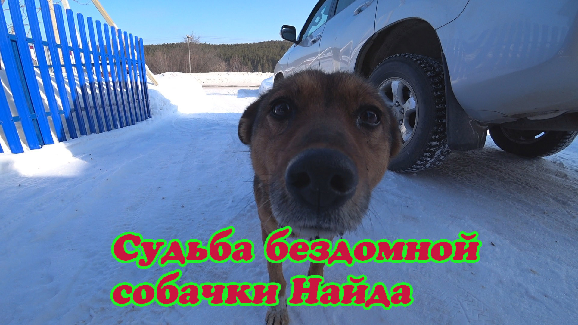 СУДЬБА БЕЗДОМНОЙ СОБАЧКИ НАЙДЫ И ЕЁ ЩЕНЯТ. смотреть онлайн