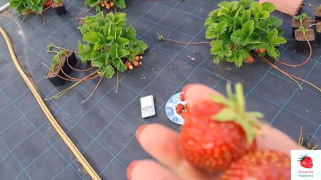 Мадам Муто-клубника, среднего срока созревания (Французский сорт) смотреть онлайн