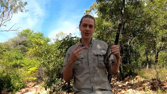 Spotted Python (Antaresia maculosa) смотреть онлайн