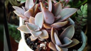 Эхеверия. Фото с названиями.Моя коллекция.Часть 2.