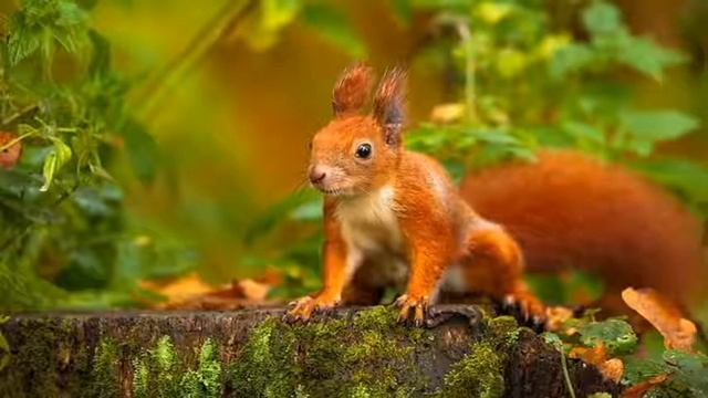 «Почему белку назвали белкой?» - описание и история названия животного. смотреть онлайн