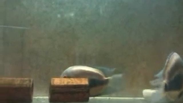 Уару чернопятнистый (Uaru amphiacanthoides) смотреть онлайн