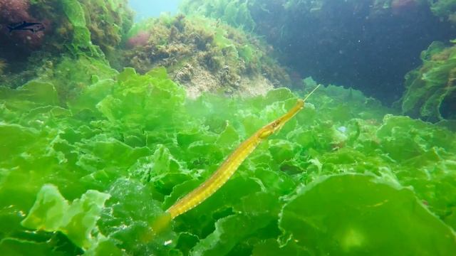 Culorile din Adancuri + Marea Neagra + Fauna + Flora . смотреть онлайн