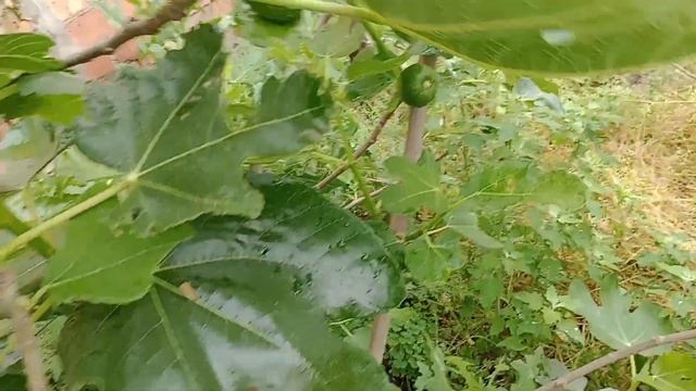 Самые перспективные сорта инжира смотреть онлайн