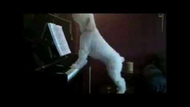 Ещё одна история перерождения музыканта? Собака поёт и играет на пианино, как человек смотреть онлайн