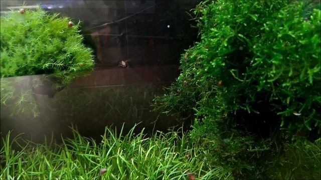 #Аквариум_15L без фильтра, без СО2, минимум удо. 15 месяцев после запуска. смотреть онлайн
